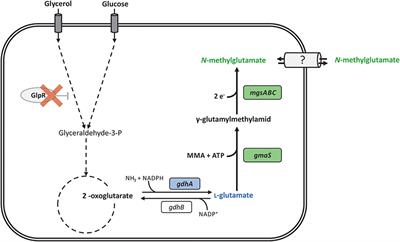 Fermentative Production of N-Methylglutamate From Glycerol by Recombinant Pseudomonas putida